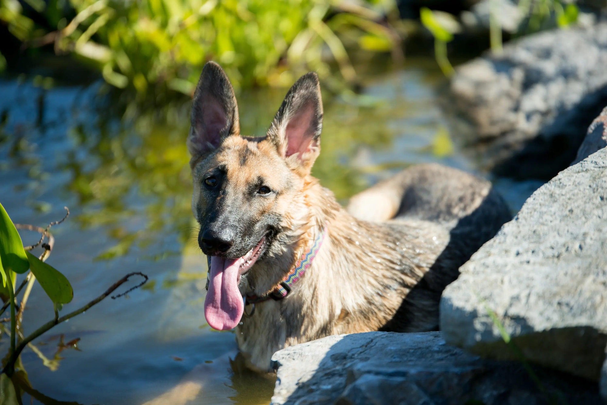 Rescued German Shepherd looking happy