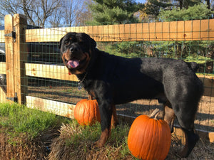 Pets & Kids Fence, a Kids & Pets from All Type Fence: Slip_Board